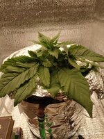 IMG_20251031_194040.jpg
