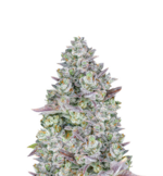 1764246849618.png 1764246849618.png