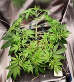 Day 29 (30.11).jpg