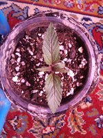 IMG_20250215_055844.jpg