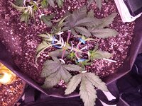 IMG_20250228_050406.jpg