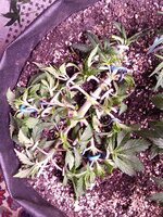 IMG_20250307_053302.jpg