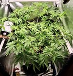 Day 41 (12.12).jpg