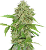 1767621615857.png 1767621615857.png