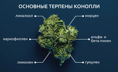 Chto-takoe-terpeny__VCQwXSSinGoTqEzf.jpg