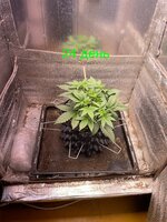 IMG_2027.jpeg