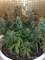 IMG_20260128_171112.jpg