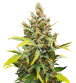 1774330410540.png 1774330410540.png