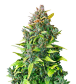 1774330426814.png 1774330426814.png