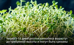 2-4-Kak-vyrastit-mikrozelen-iz-semyan-kannabisa__JxSrzPTJmuLrcsMN.jpg