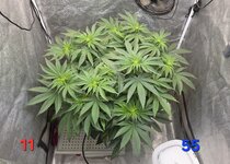 Chita-Chew в кокосовом субстрате на Буйских удобрениях