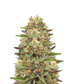 1775835366759.png 1775835366759.png