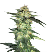 1775835463710.png 1775835463710.png