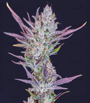 1655151613530.png 1655151613530.png