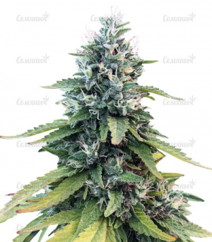 1655232068110.png 1655232068110.png