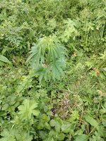 IMG_20260627_204611.jpg