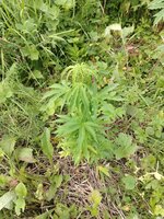 IMG_20260627_205028.jpg