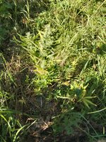 IMG_20260712_170153.jpg