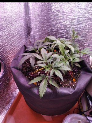 IMG_20220621_203836[1].jpg