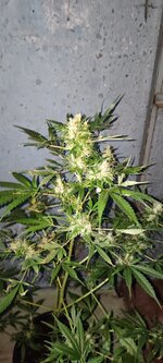 IMG_20260924_184641.jpg