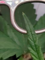 IMG_4749.jpeg