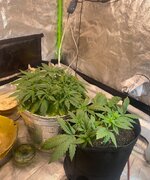 IMG_7308.jpeg