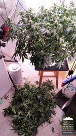 2026-10-09_acid-rain-01_veg-w07d53_setup_01.jpg