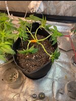 IMG_7332.jpeg