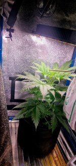 Funado31R06L3uwzluQJrmgP4ugLnRyKfm7eRHiSkXoq0Oo_nLsffb6wQngW-lm1o-ZxeHmaupW7Z1w-Od0qAL6-.jpg