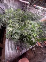 IMG_5778.jpeg