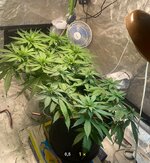 IMG_7429.jpeg