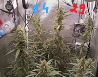 Два Кента оба Jacka: 1 -кокос; 2 -земля;- кто кого в этом бою.