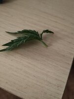 957.jpg