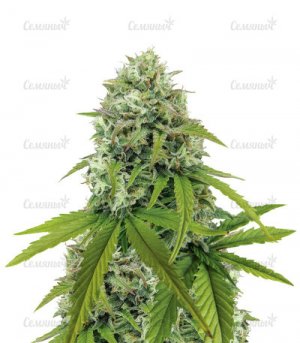 Zkittlez-Auto.jpg
