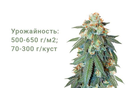 Сорт конопли Auto Orange Bud