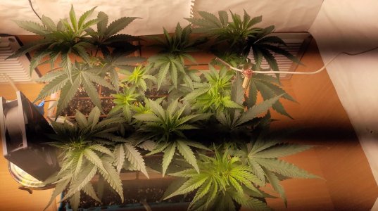0_P20727-183159.jpg