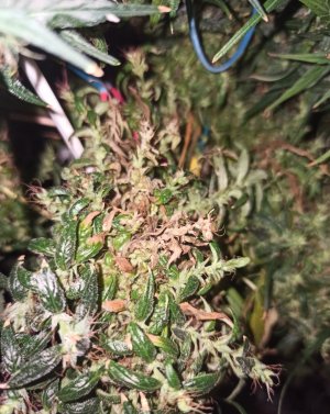 IMG_20220801_181235.jpg