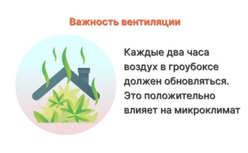 Плохая вентиляция конопли