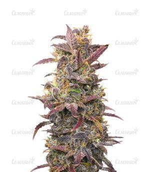 auto orange bud.jpg auto orange bud.jpg