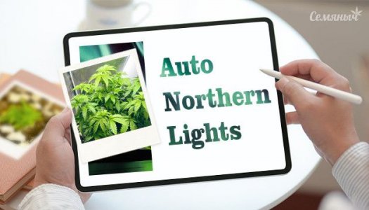 groureport-sorta-konopli-auto-northern-lights-ot-sidbanka-semyanych__GA65TvaabNfKbgZm.jpg groureport-sorta-konopli-auto-northern-lights-ot-sidbanka-semyanych__GA65TvaabNfKbgZm.jpg