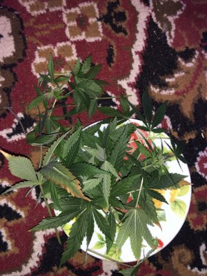 IMG_7458.JPG