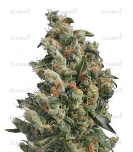 Сорт конопли Kushage Regular
