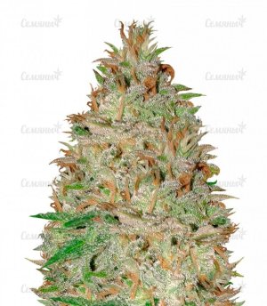 sort_Chocolate_Orange_Auto_dr_krippling_seeds__RASQxxsSsY0bcorv.jpg