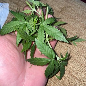 IMG_0786.jpg