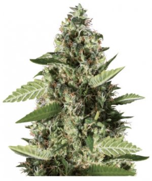 bruce banner #3.jpg