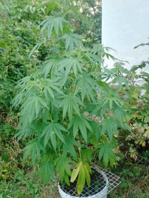 IMG_20230727_065139_906.jpg
