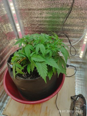 IMG_20230728_010234.jpg