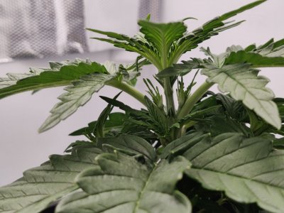 IMG_20230921_092240_180.jpg IMG_20230921_092240_180.jpg