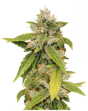 1696359423279.png 1696359423279.png