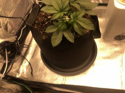 IMG_4472.jpeg IMG_4472.jpeg